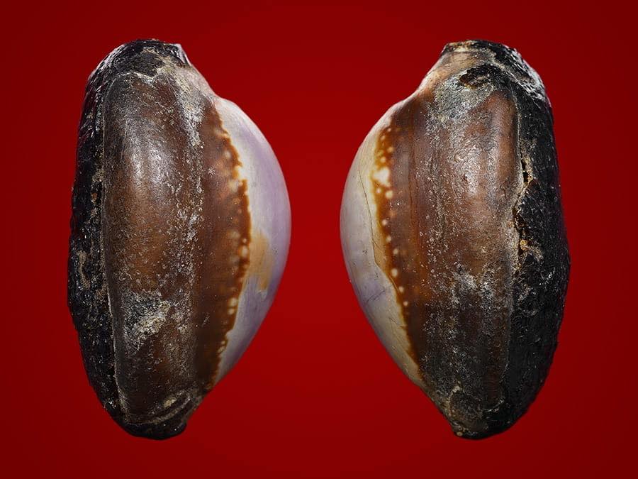 เบี้ยแก้หลวงพ่อซำ วัดตลาดใหม่อ่างทอง