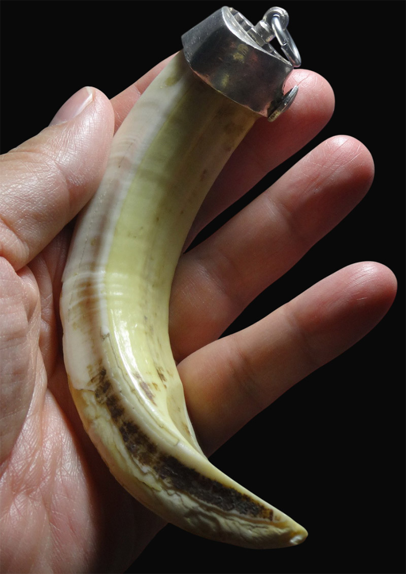 เขี้ยวหมู ไซส์ใหญ่