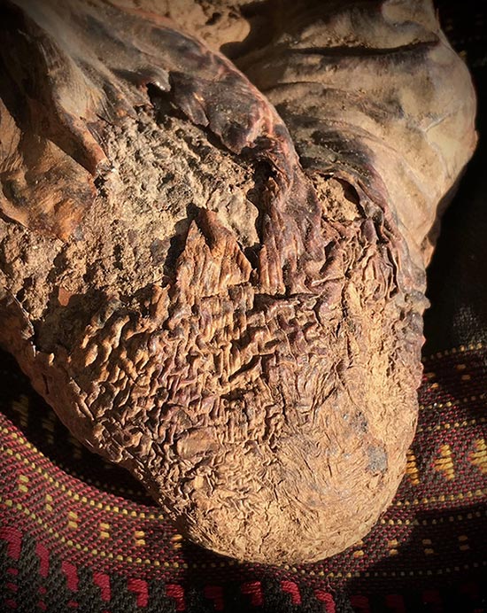 ปุ๋มหมี(กระเพาะหมี)ของดีในตำนาน