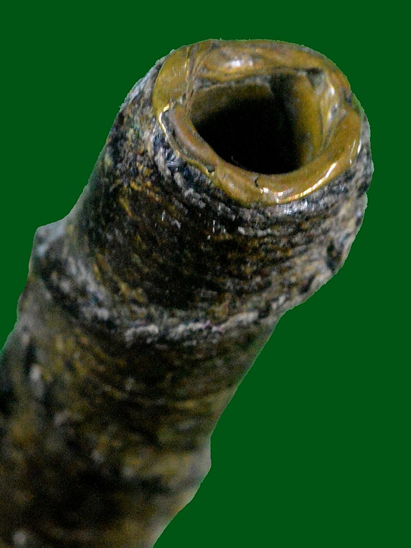 ตะกรุดโทนโบราณ ลายจระเข้ขบฟัน