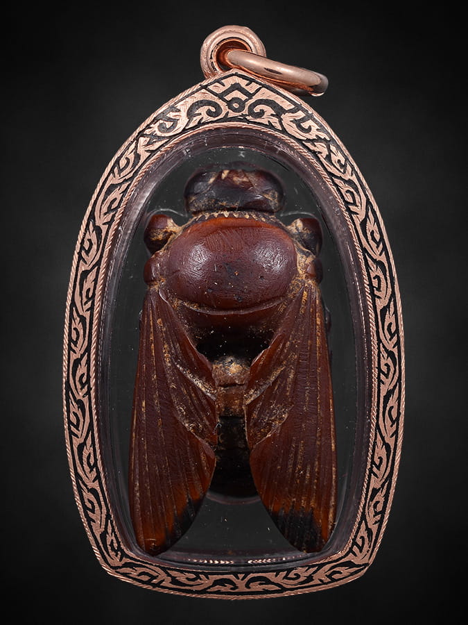 แมลงภู่คำงาแกะไทยใหญ่(ตัวเมีย)