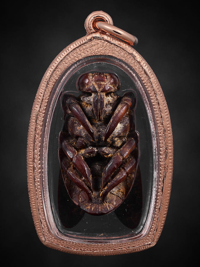 แมลงภู่คำงาแกะไทยใหญ่(ตัวเมีย)