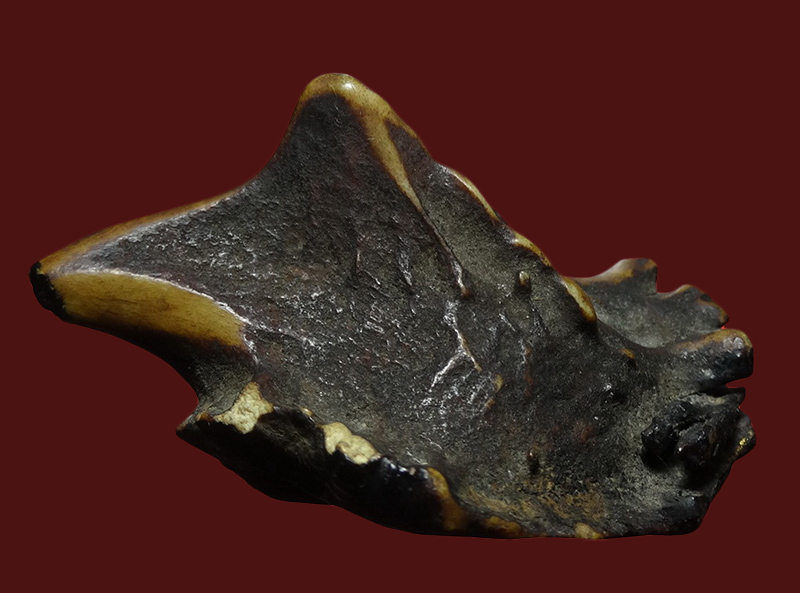 เขากวางหดหรือเขากวางคุด ของทนสิทธิ์ 