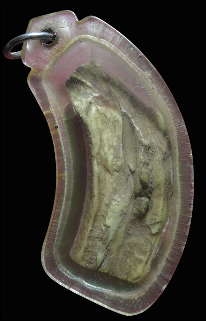 เขี้ยวหมูตันกระเด็น ของทนสิทธิหายาก