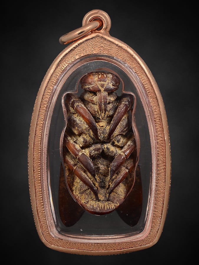 แมลงภู่คำงาแกะไทยใหญ่(ตัวเมีย)3