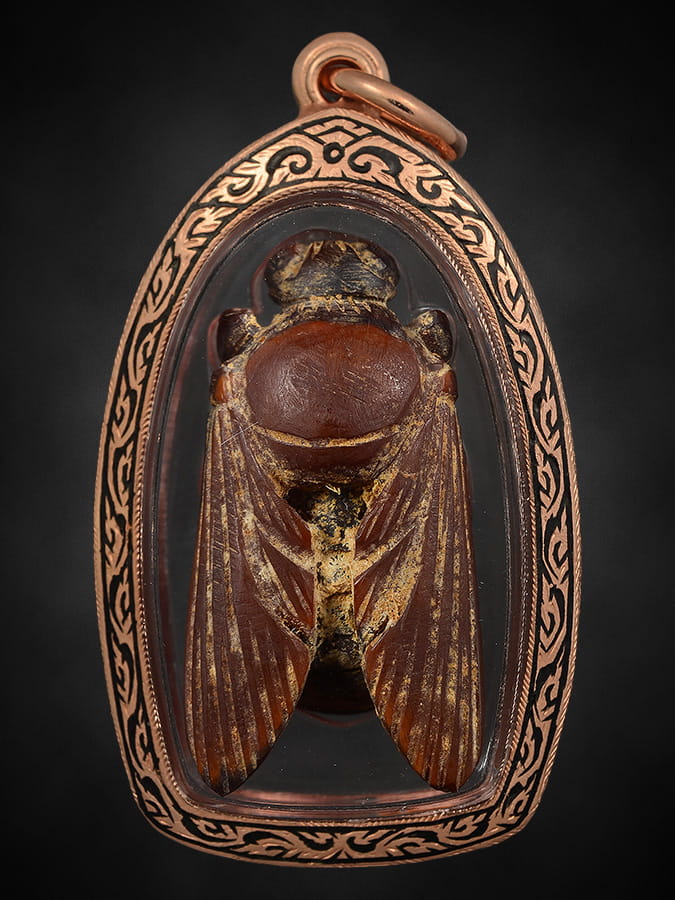 แมลงภู่คำงาแกะไทยใหญ่(ตัวเมีย)3