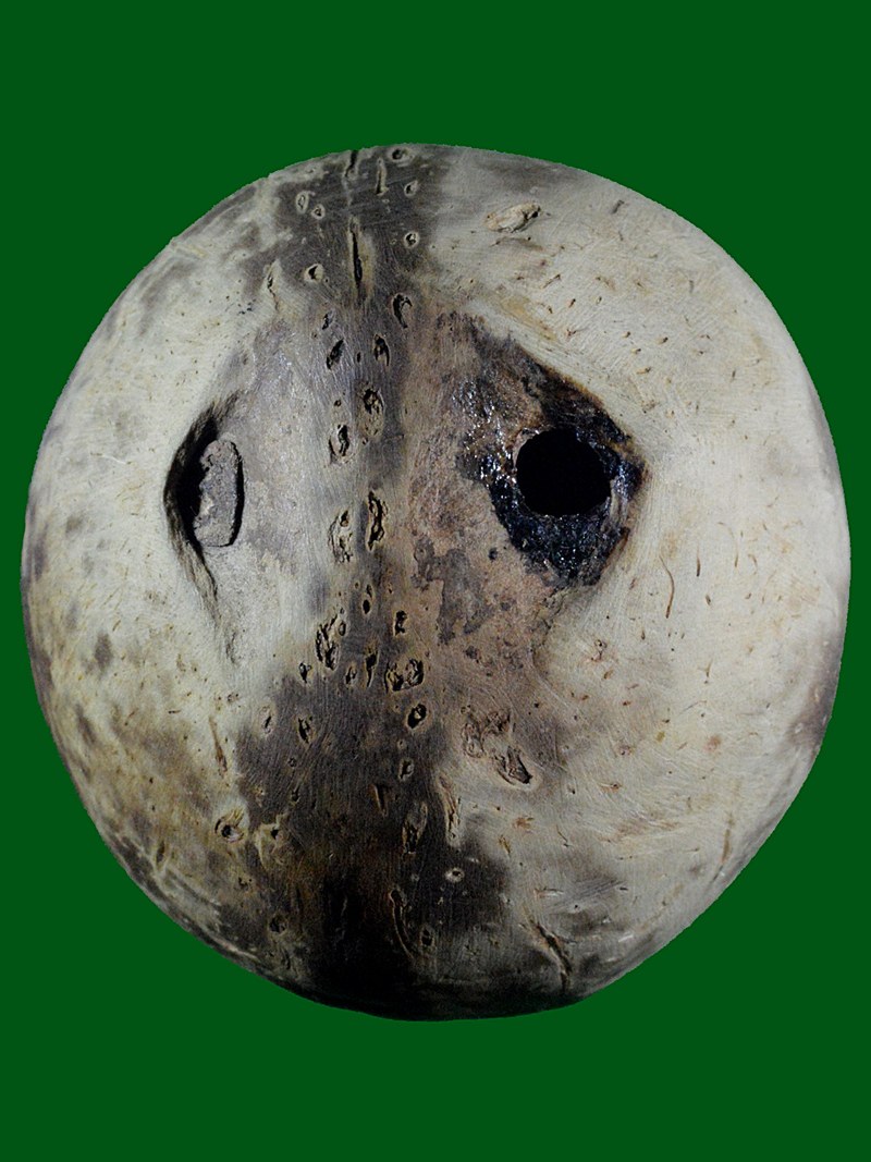 มะพร้าวหลอดเผือกตาเดียว ครบจบในลูกเดียว