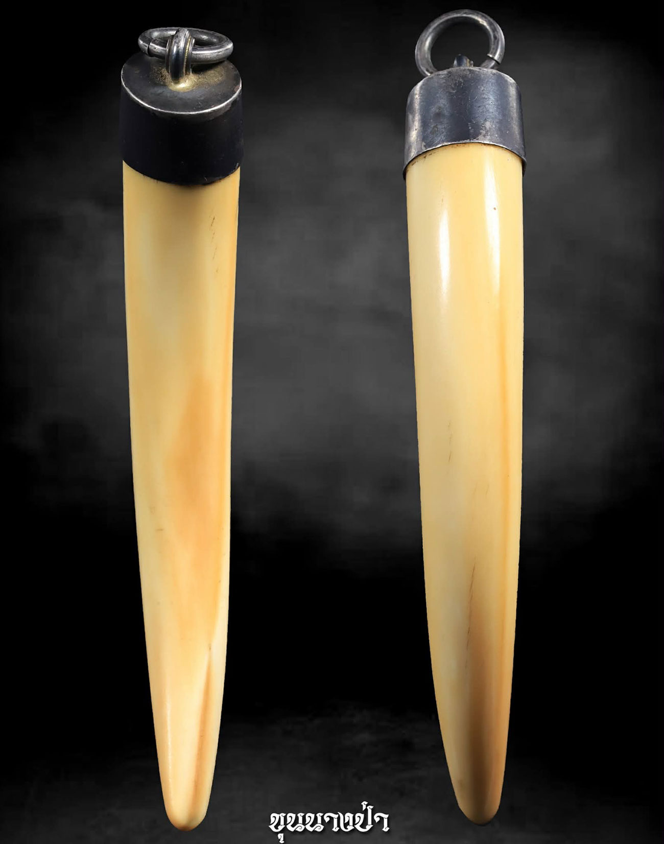 งาช้างน้ำ