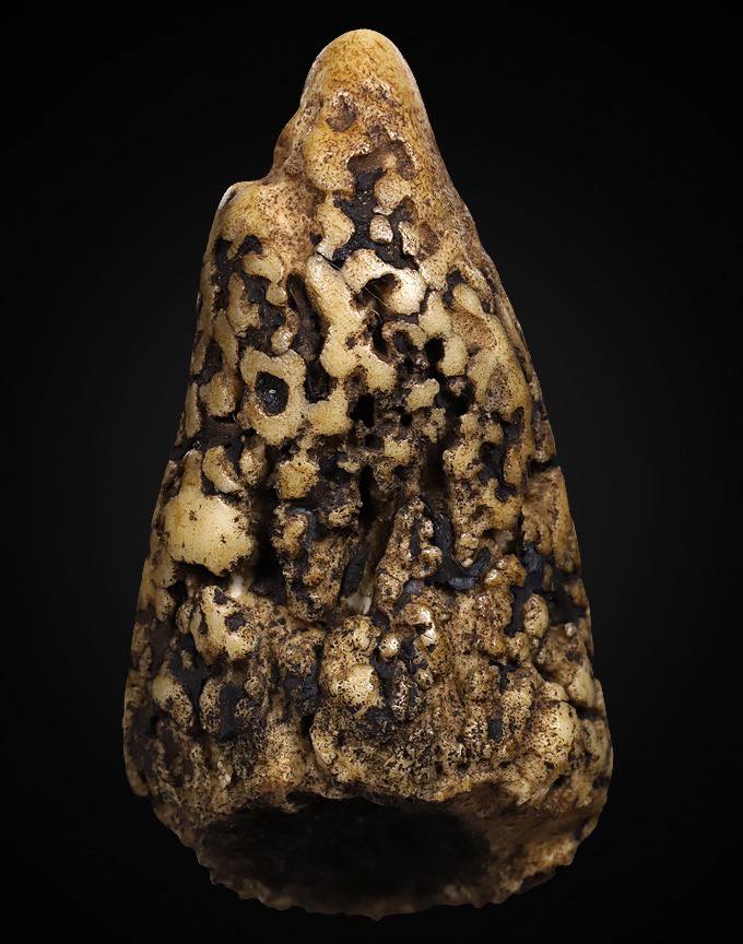 เขากวางคุตเครื่องรางสายทนสิทธิ์