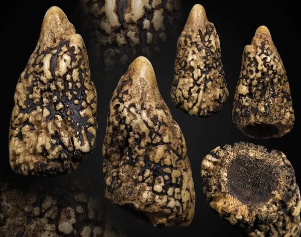 เขากวางคุตเครื่องรางสายทนสิทธิ์