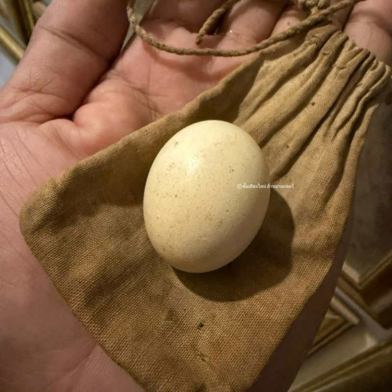 ไข่หลอด ของหายากเกิดเองตามธรรมชาติ 