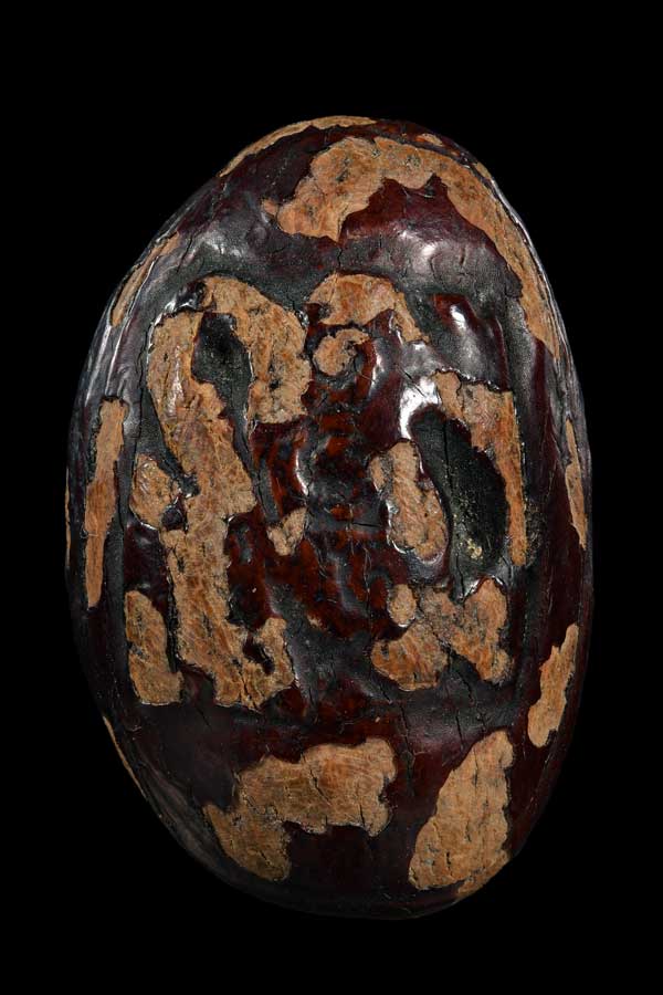 หมากเปลือยครึ่งซีกฝังตะกรุด อุดชัน ลงรัก