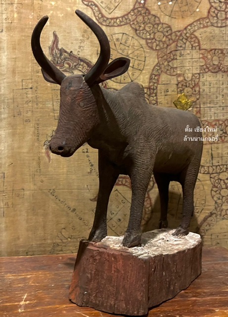 เป็น วัวธนูอาคม อีกตัว ที่สง่างามทรงพลัง