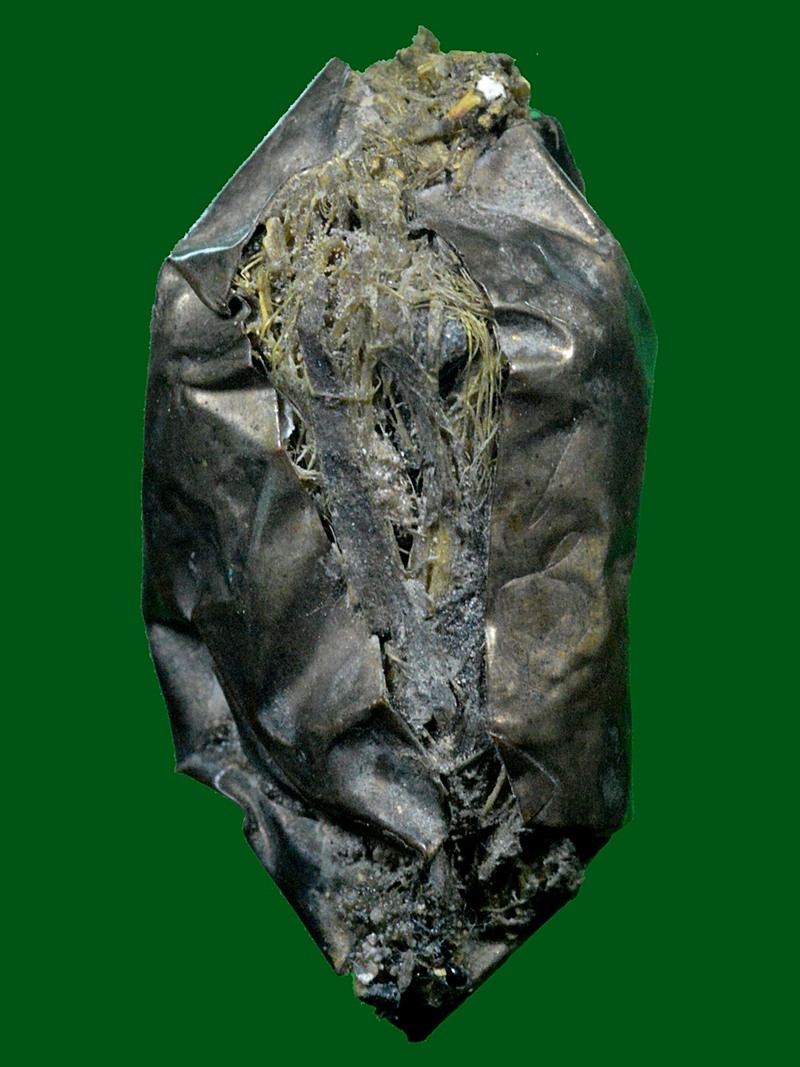 ว่านมงคล หุ้มด้วยแผ่นเงิน ลพ.เกษม เขมโก