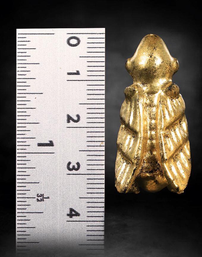 แมลงภู่คำล้านนา