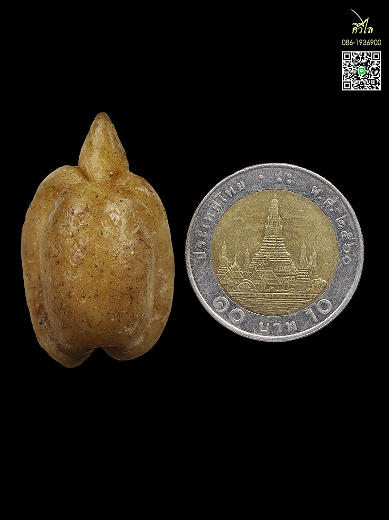 เต่าสำลีชุบสี้ผึ้ง ยุคต้น ครูบาชัยวงค์ วัดพระพุทธบาทห้วยต้ม  