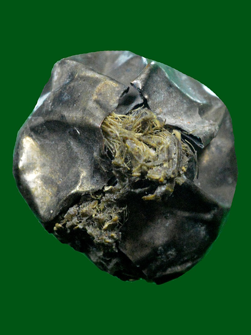 ว่านมงคล หุ้มด้วยแผ่นเงิน ลพ.เกษม เขมโก