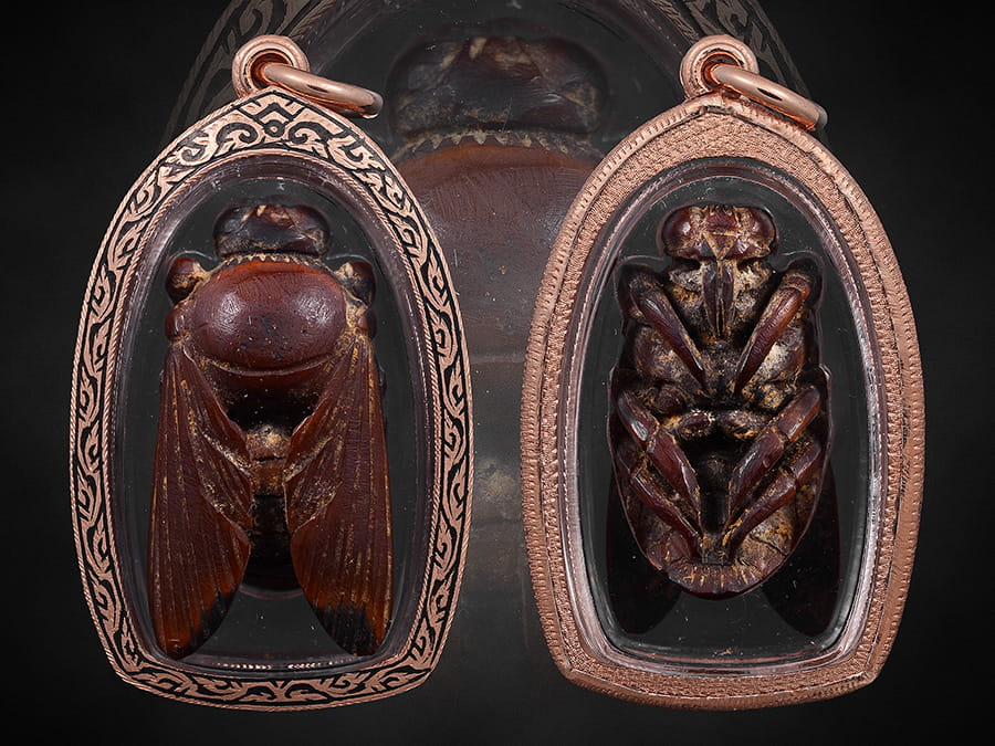 แมลงภู่คำงาแกะไทยใหญ่(ตัวเมีย)