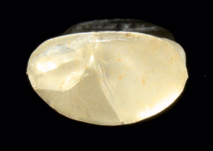 พระแก้วจุยเจีย ยุคเชียงแสน