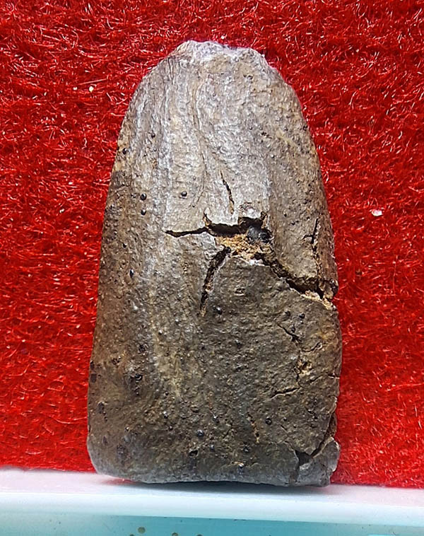 อัฐิหลังย่นครูบาเจ้าศรีวิชัยพิมพ์พระรอด