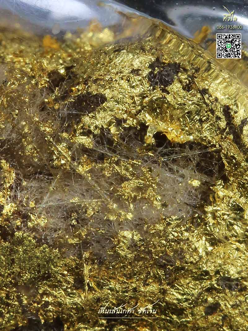 เต่าสำลีชุบสีผึ้งครูบาชัยวงค์ เห็นเกศา