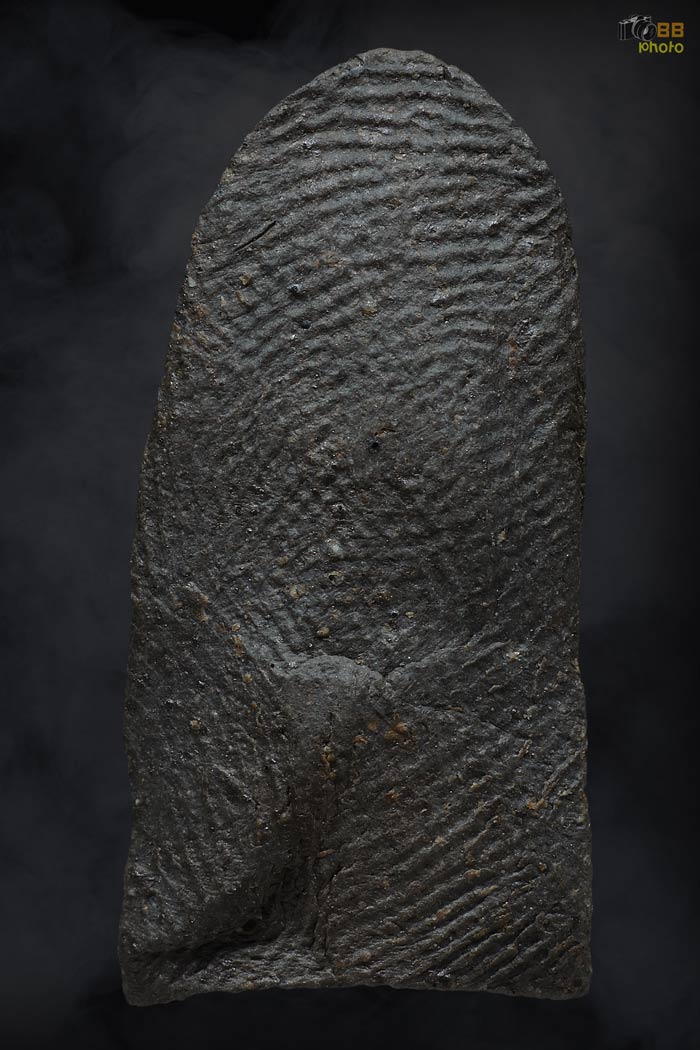 พระรอดวัดพระสิงห์ พิมพ์กลาง