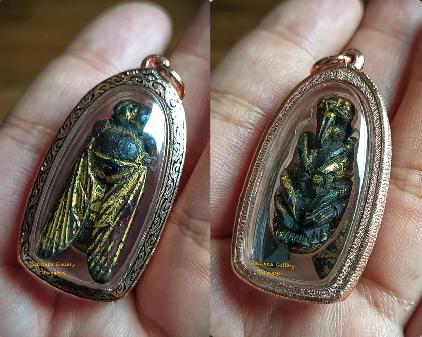 แมลงภู่คำไทใหญ่(ตัวเมีย)ไม้ดุมล้อ