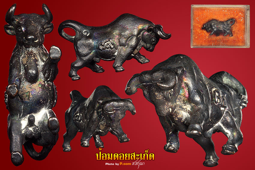 วัวธนู ครูบาคำแสน รุ่น 2 สวยแชมป์