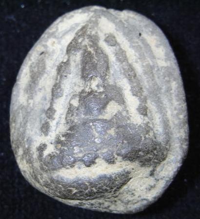 พระนื้อดินสุโขทัยเริ่มเคาะแรก