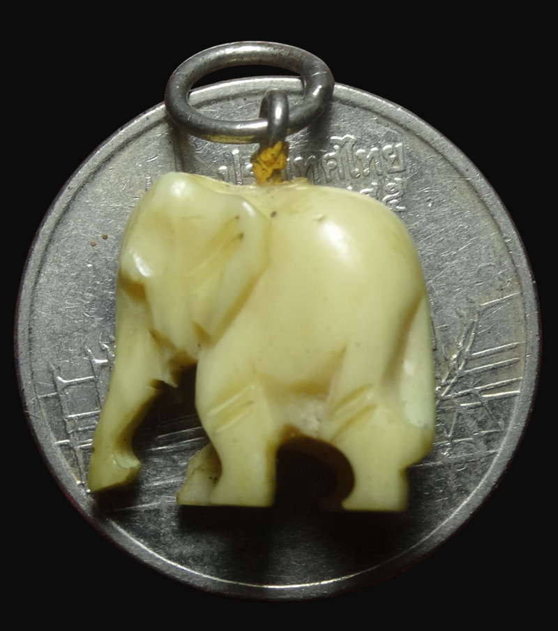 ช้างงาแกะหลวงปู่ทิม ออกวัดโพธิ์สัมพันธ์