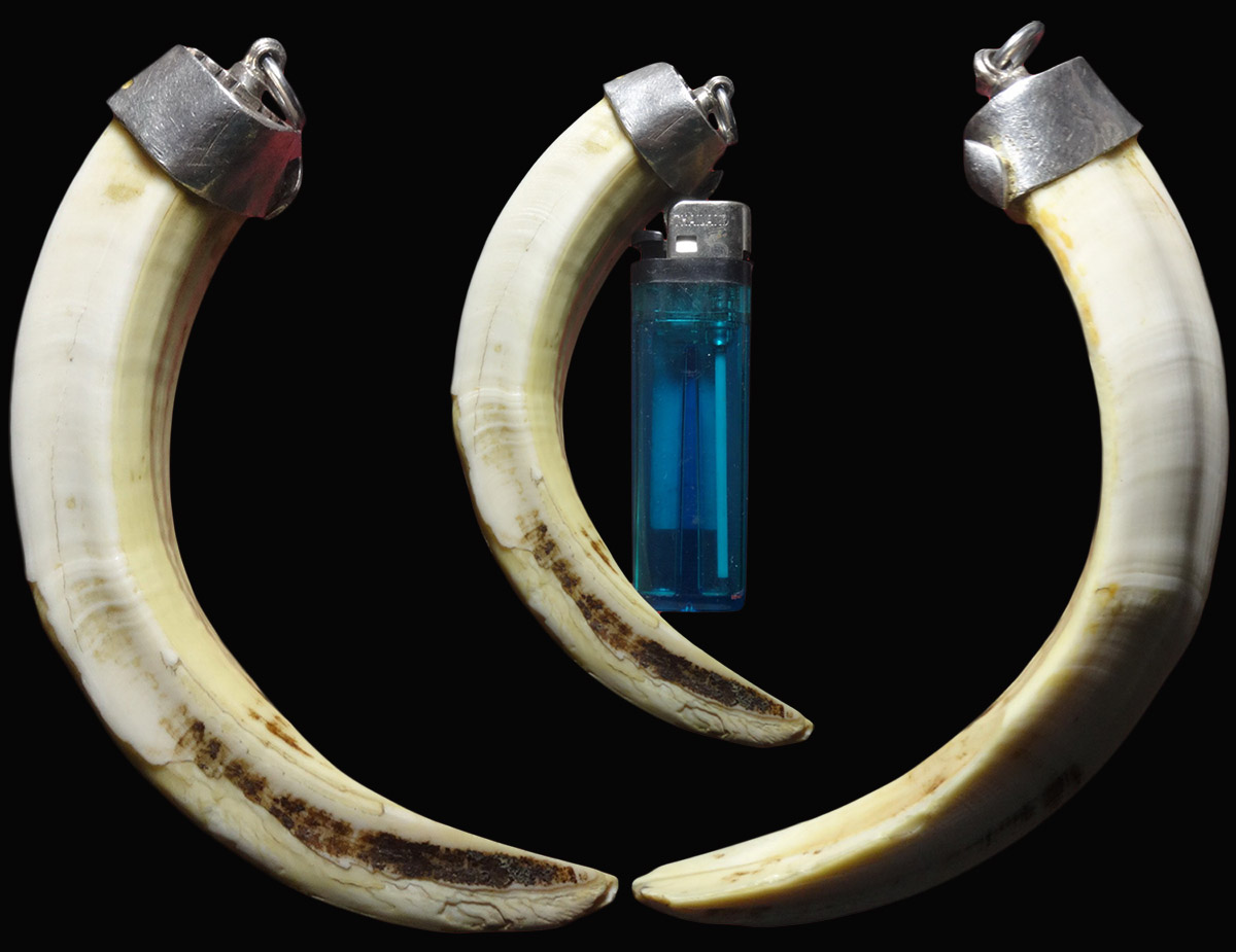 เขี้ยวหมู ไซส์ใหญ่