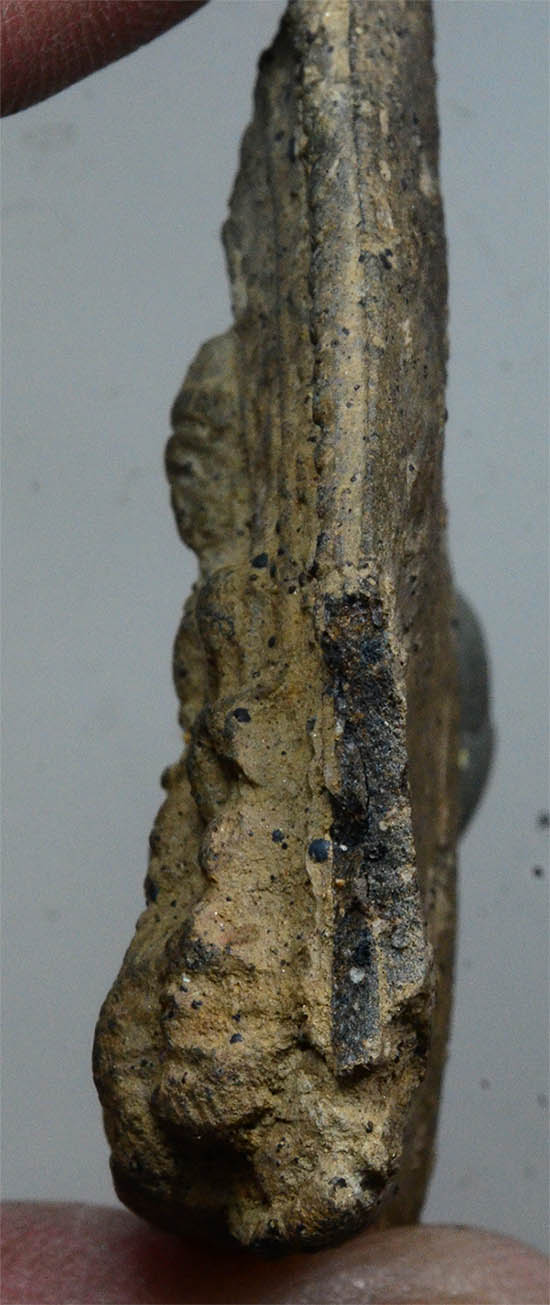 #18063 พระเลี่ยง กรุช้างค้ำ หน้าตาชัดเจน