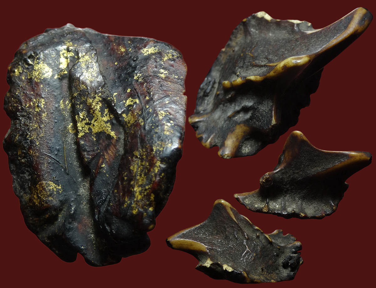 เขากวางหดหรือเขากวางคุด ของทนสิทธิ์ 