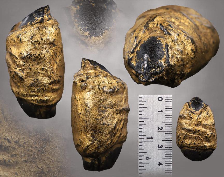 มหาเสน่ห์ศึกชิงนางบนขอนไม้