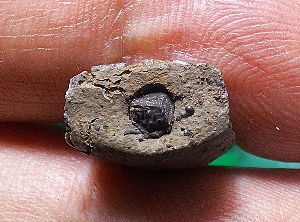 อัฐิหลังย่นครูบาเจ้าศรีวิชัยพิมพ์พระรอด