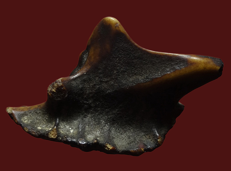 เขากวางหดหรือเขากวางคุด ของทนสิทธิ์ 