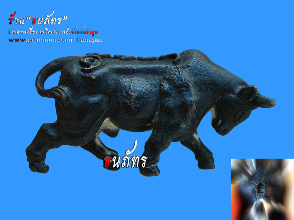 วัวที่ฟาร์มสันกำแพงนั้นดุจริงๆครับ..................(^+^)