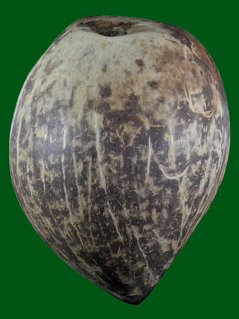 มะพร้าวหลอดเผือกตาเดียว ครบจบในลูกเดียว