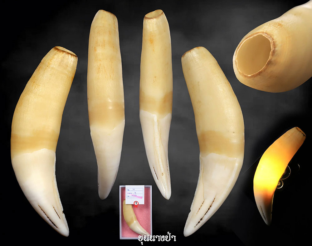 เขี้ยวเสือกลวง