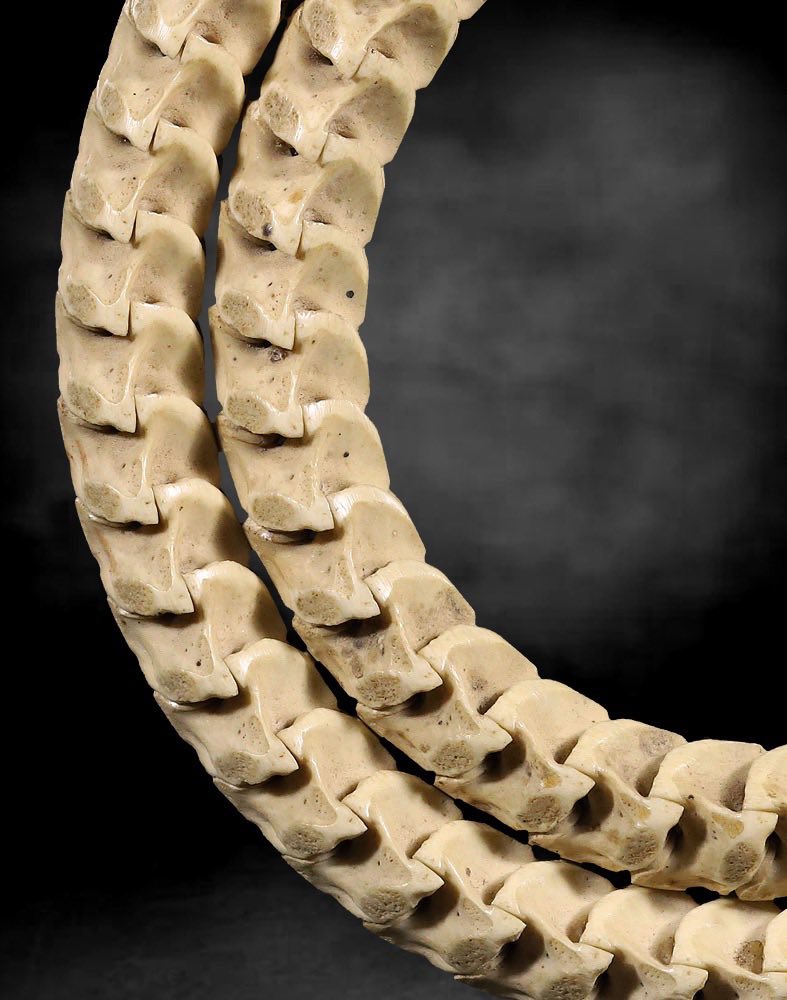 สร้อยกระดูกงูอาจารย์เบสเมืองฝาง