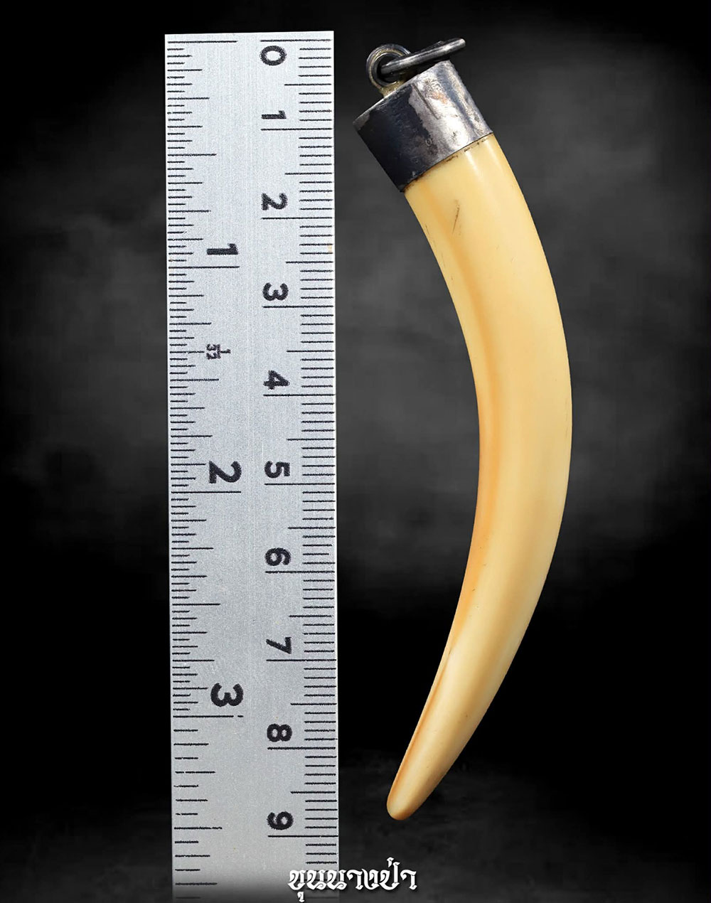 งาช้างน้ำ