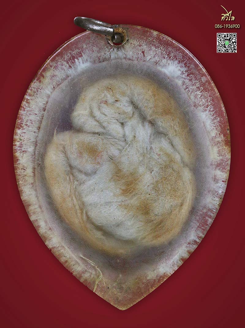 เต่าสำลีครูบาชัยวงค์ วัดพระบาทห้วยต้ม 