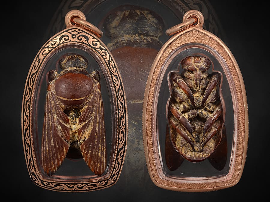 แมลงภู่คำงาแกะไทยใหญ่(ตัวเมีย)3