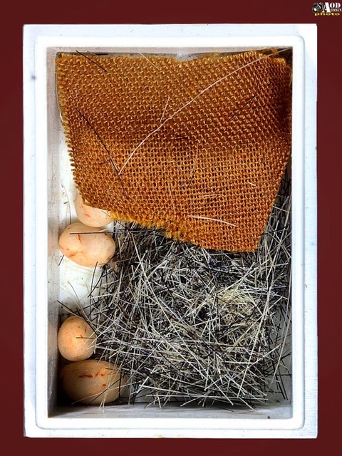 เส้นเกศา+เม็ดพระธาตุข้าวบิณฑ์+จีวร ครูบาวงษ์