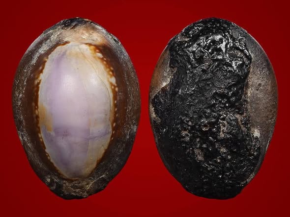 เบี้ยแก้หลวงพ่อซำ วัดตลาดใหม่อ่างทอง