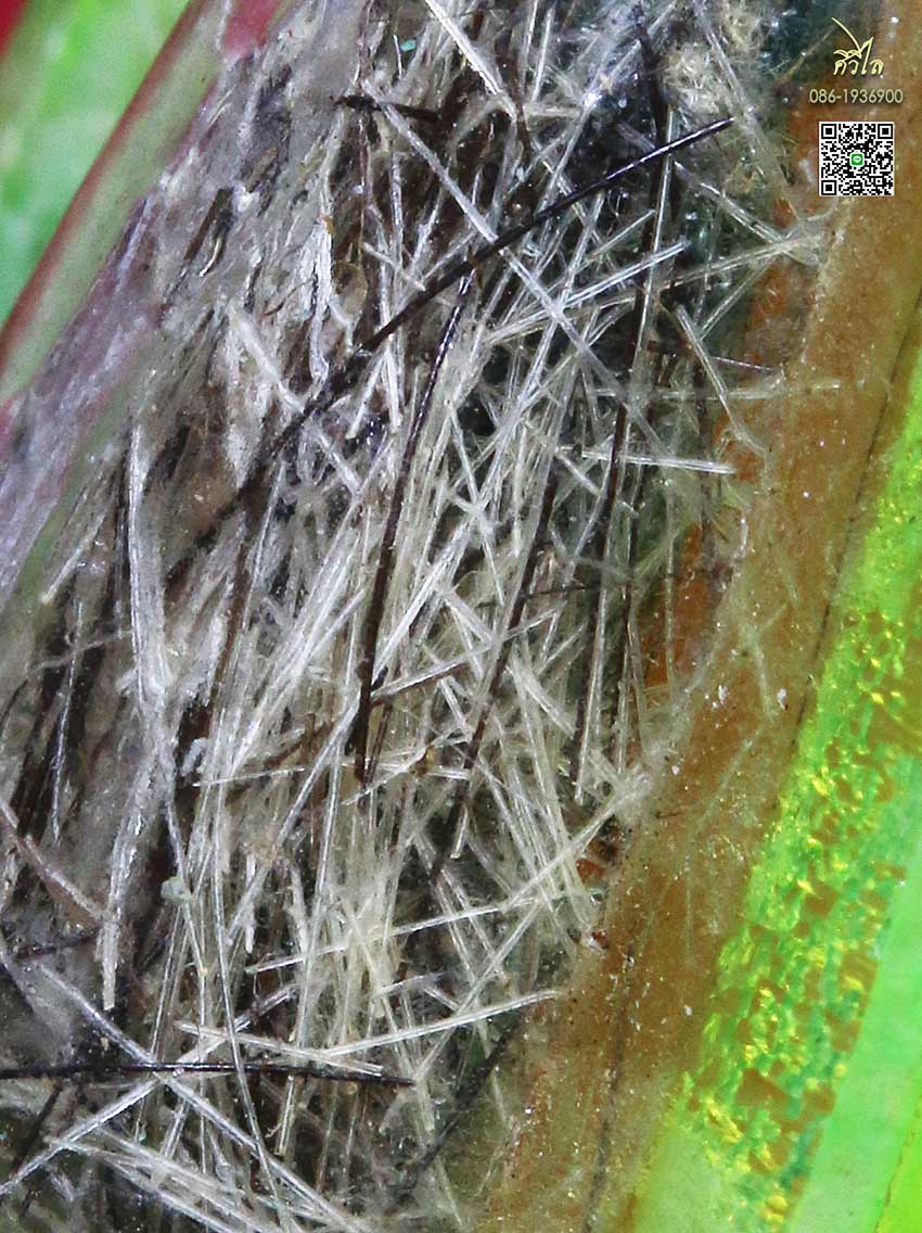 ชุดวัตถุมงคล  เส้นเกศา หลวงปู่ครูบาวงค์ วัดพระพุทธบาทห้วยต้ม เลี่ยมหัวกระสุu เดิมจากวัด