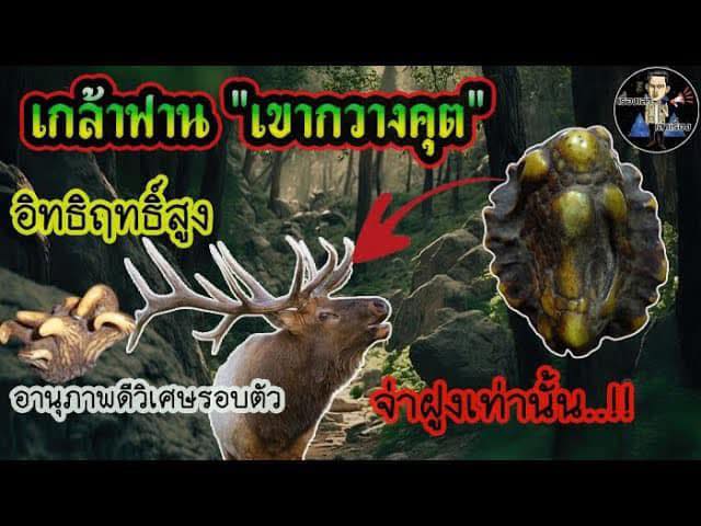 เขากวางคุตเครื่องรางสายทนสิทธิ์