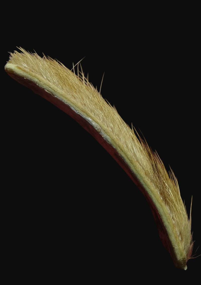 หนังหน้าผากเสือ ของทนสิทธิ์