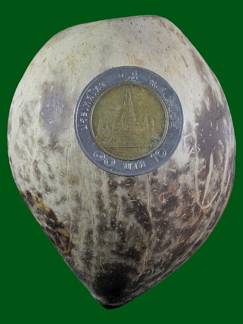 มะพร้าวหลอดเผือกตาเดียว ครบจบในลูกเดียว