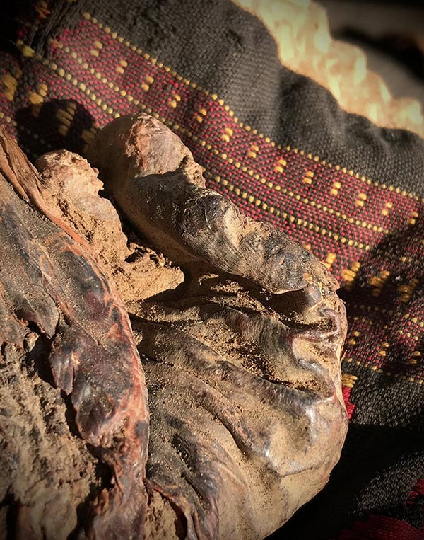 ปุ๋มหมี(กระเพาะหมี)ของดีในตำนาน